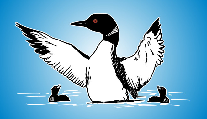 660x382 Loon With Babies Vector