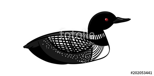 500x247 Common Loon Stock Image And Royalty Free Vector On Fotolia