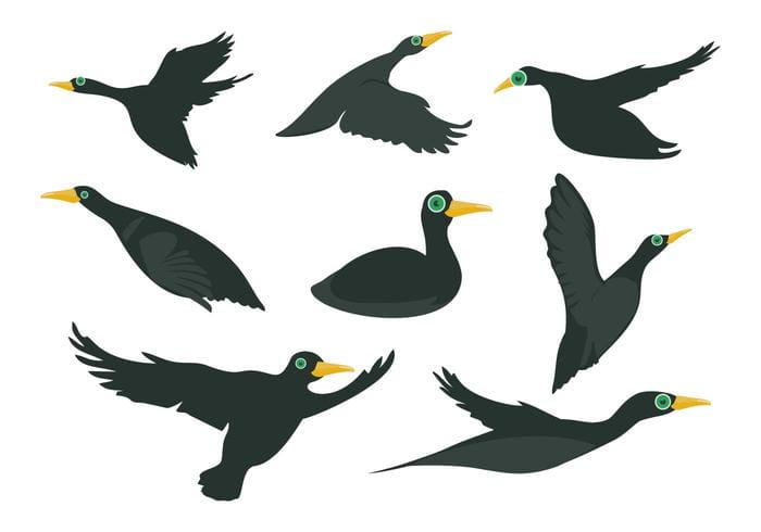 700x490 Free Black Loon Bird Vector Free Graphics Uihere
