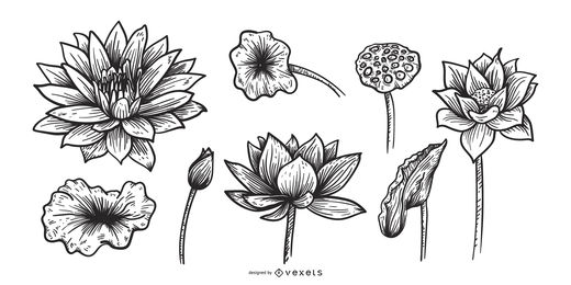 520x260 Lotus Vector Graphics To Download