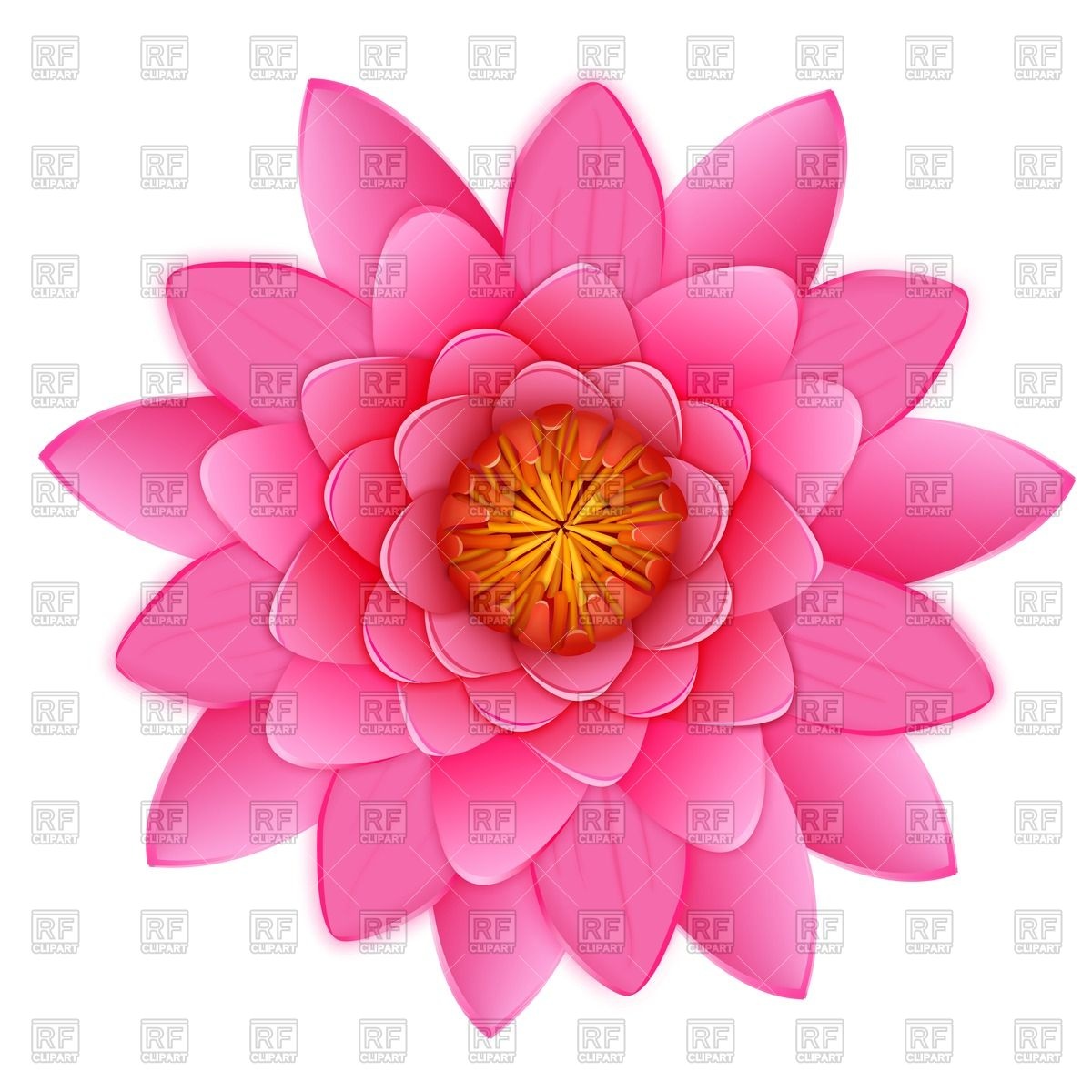 1200x1200 Beautiful Pink Lotus Or Waterlily Flower Vector Image Of Plants
