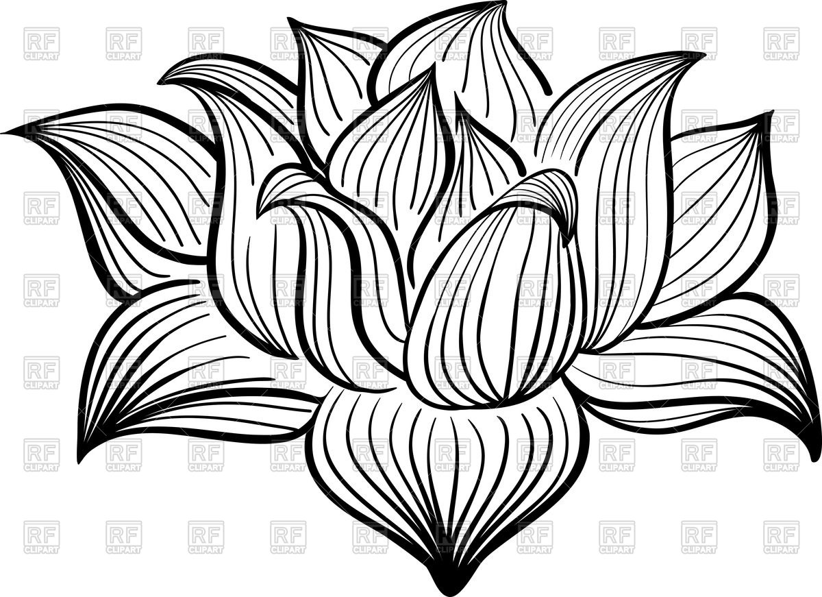 1200x871 Outline Of Lotus Flower Vector Image Of Silhouettes, Outlines