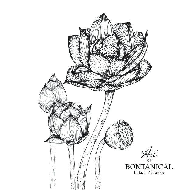 626x626 Drawing Lotus Flower