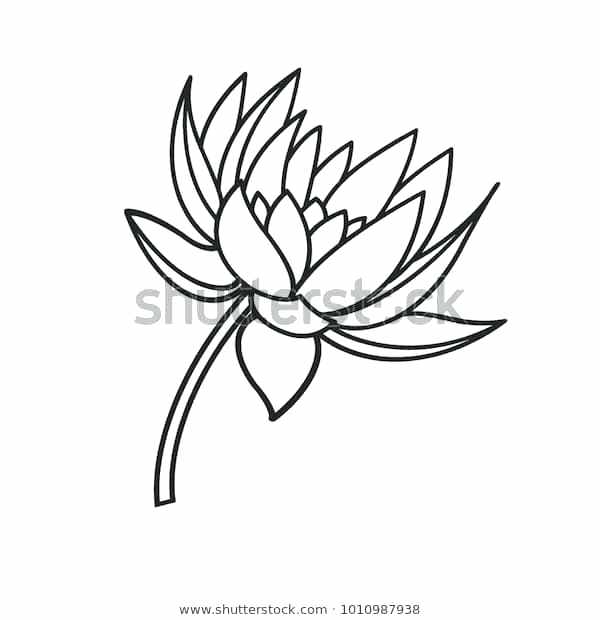 600x620 Drawing Lotus Flower