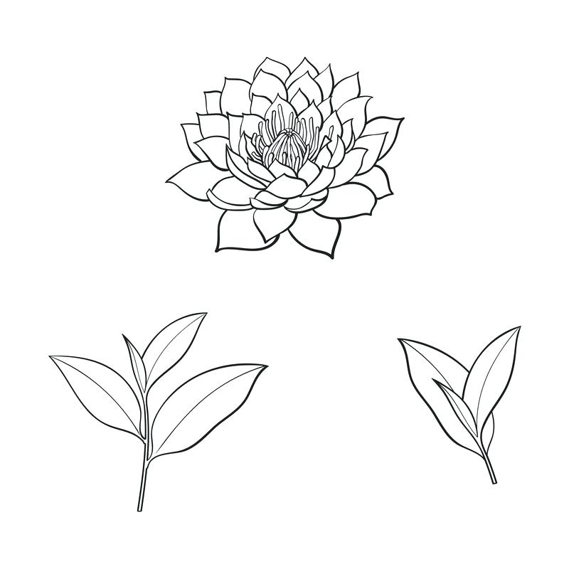 800x800 Lotus Flower Sketch