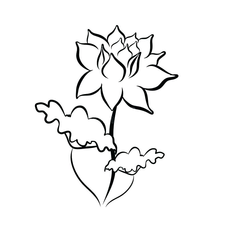 800x800 Sketch Of Lotus