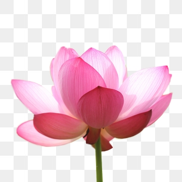 360x360 Lotus Flower Png Images Vector And Free Download