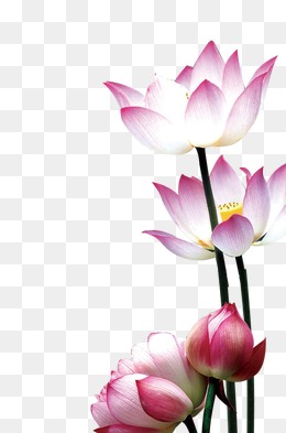 260x393 Lotus Flower Png Images Vectors And Ps