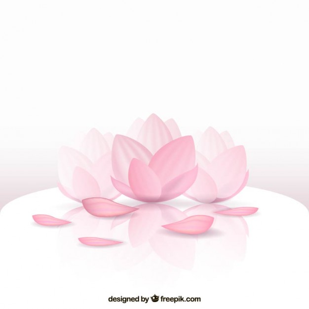 626x626 Beautiful Lotus Flower Vector Free Download