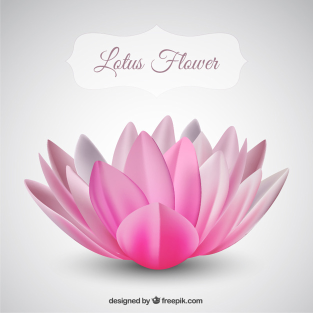 626x626 Pink Lotus Flower Vector Free Download