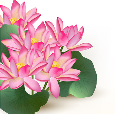 371x368 Pink Lotus Flower Free Vector Download