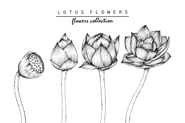626x417 Drawing Of Lotus Flower