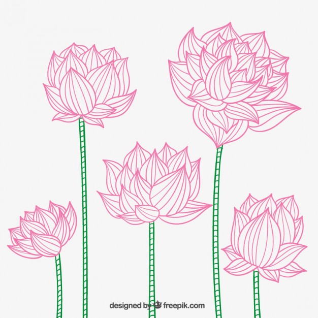 626x626 Hand Drawn Lotus Flowers Vector Premium Download