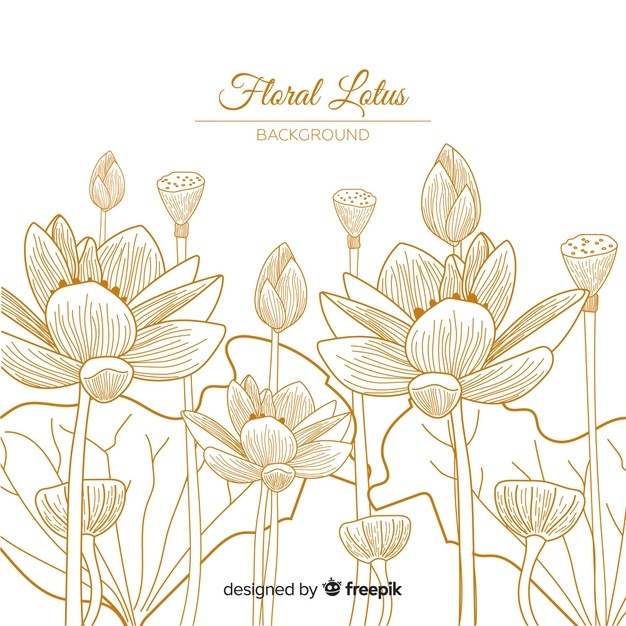 626x626 Lotus Vectors, Photos And Free Download