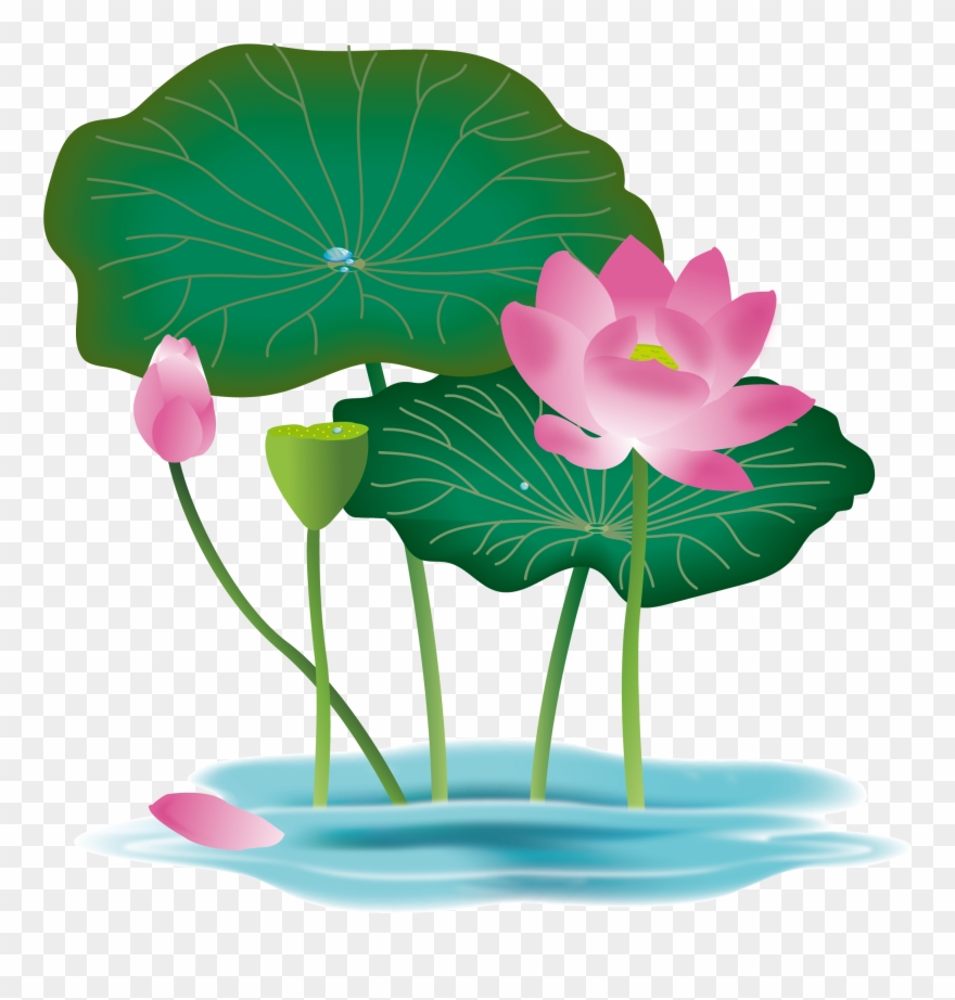 880x922 Hand Painted Flower Water Lily Lotus Leaf Png And Vector Clipart