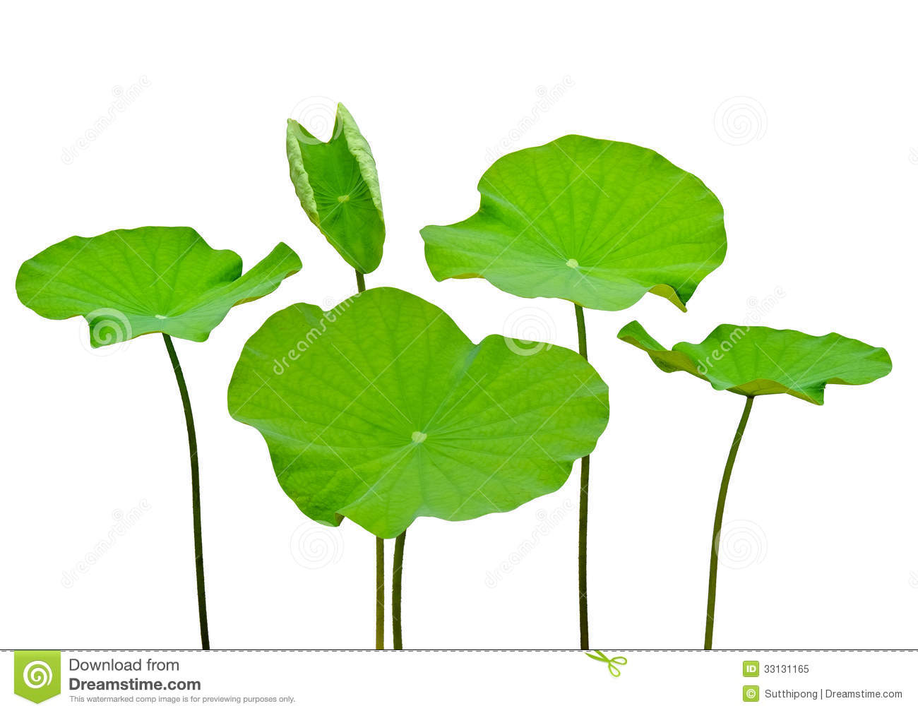 1300x1010 Lotus Leaf Clipart
