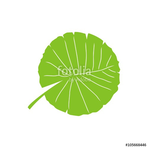 500x500 Lotus Leaf Stock Image And Royalty Free Vector On Fotolia