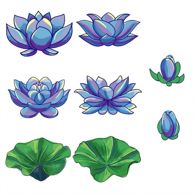 626x626 Lotus Leaf Vectors, Photos And Free Download