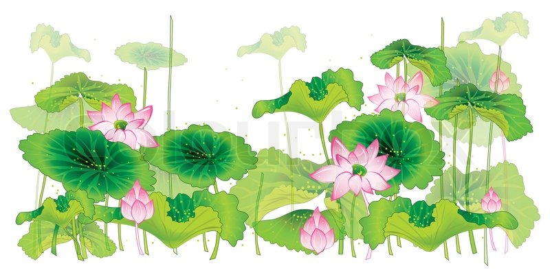 800x404 Lotus Flower And Leaf Isolated On Stock Vector Colourbox