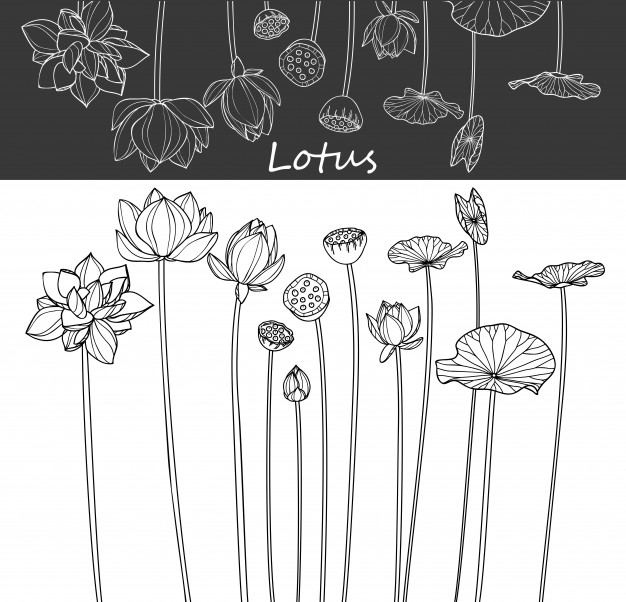 626x602 Lotus Leaf And Flower Drawings Vector Premium Download