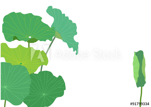 500x354 Lotus Leaves Vector Illustration