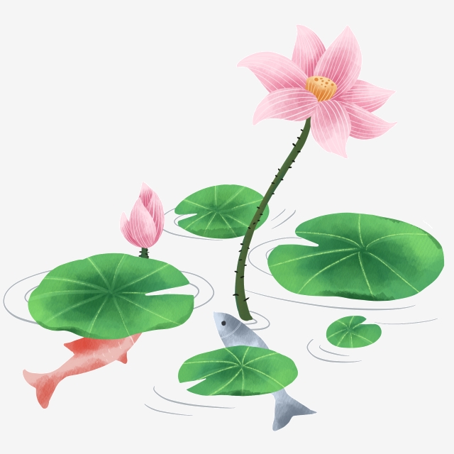 640x640 Picture Of Fish And Lotus Leaves, Fish Play Lotus Leaf Vector