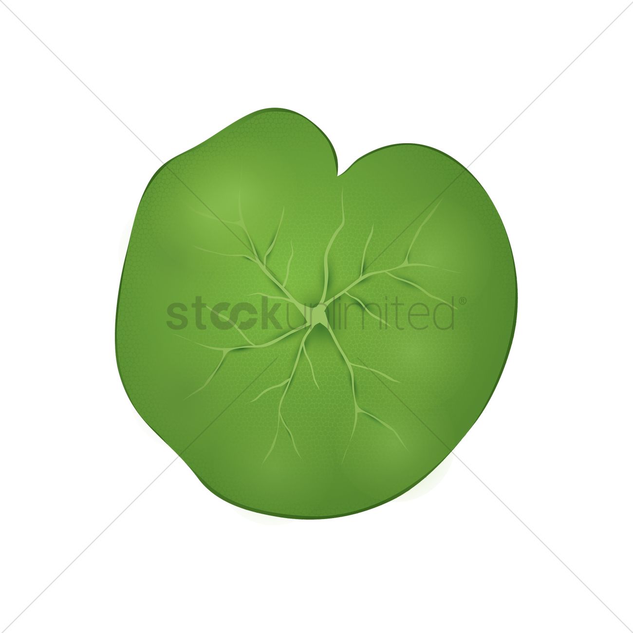 1300x1300 A Lotus Leaf Vector Image