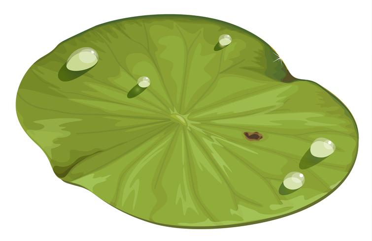 755x490 Lotus Leaf