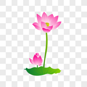 300x300 Lotus Lotus Leaf Images Lotus Lotus Leaf Pictures Free