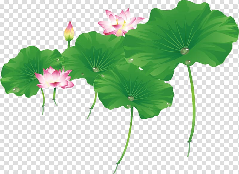 800x584 Dragonfly Leaf Petal Nelumbo Nucifera Lotus Lotus Leaf Dragonfly