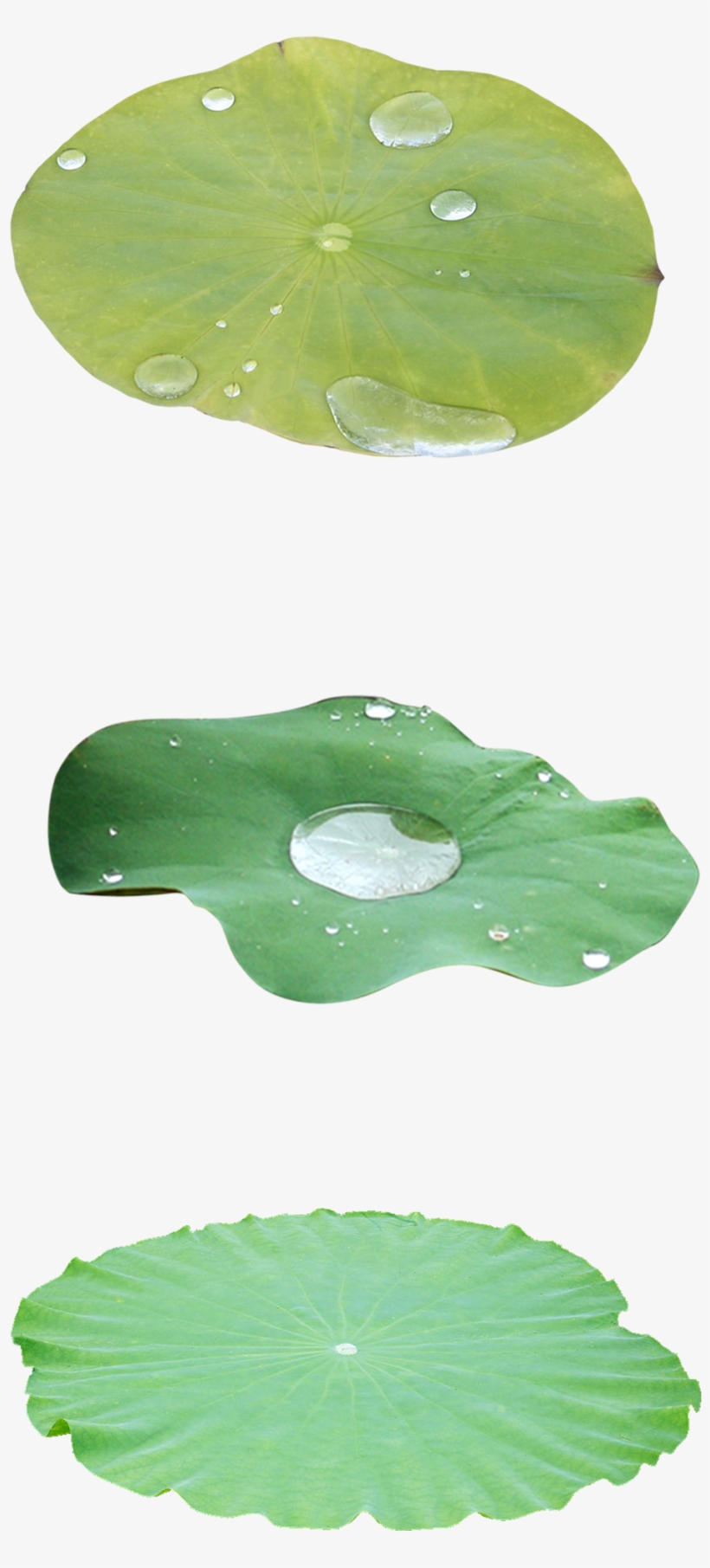 820x1811 Green Lotus Leaf Decoration Vector