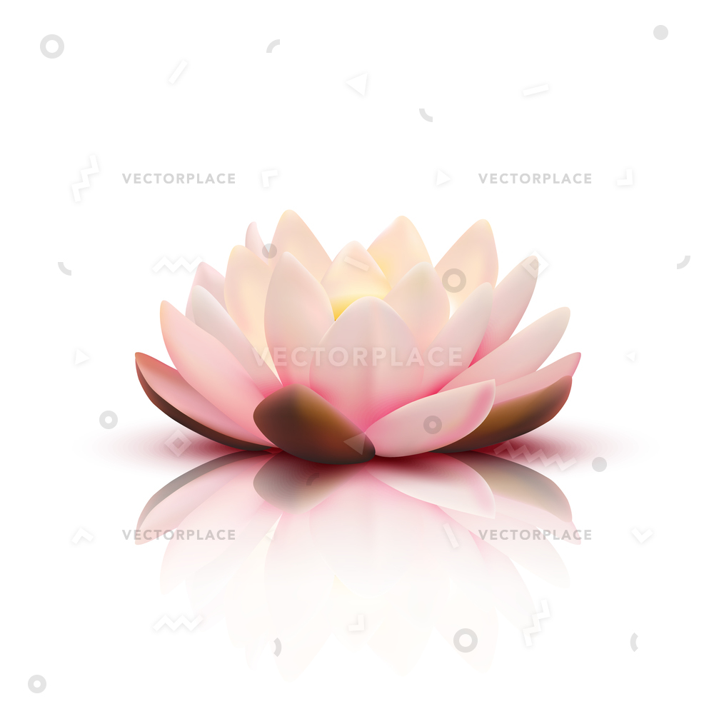 Lotus Petal Vector at Vectorified.com | Collection of Lotus Petal