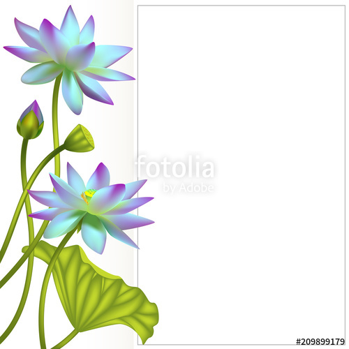 500x500 Lotus Flowers Floral Background Water Lily Buds Invitation