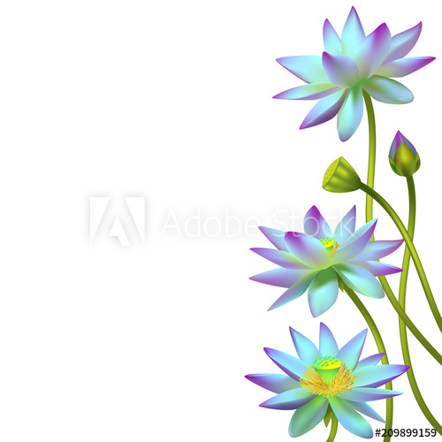 500x500 Lotus Flowers Floral Background Water Lily Buds Petals