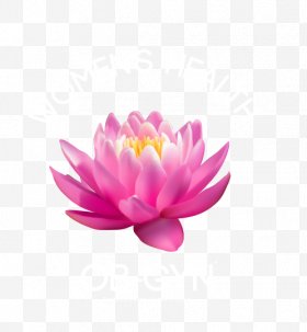 Lotus Petal Vector at Vectorified.com | Collection of Lotus Petal ...