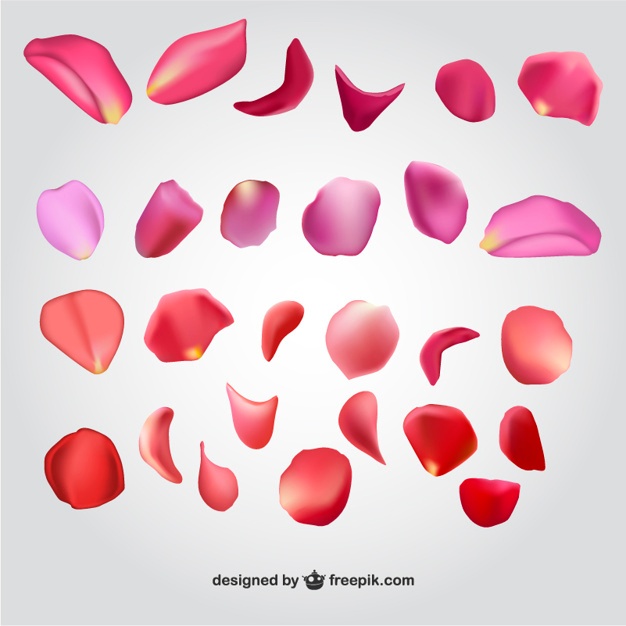 626x626 Petals Vectors, Photos And Free Download