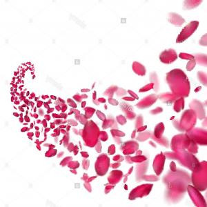 300x300 Photostock Vector Rose Sakura And Lotus Petals On Transparent