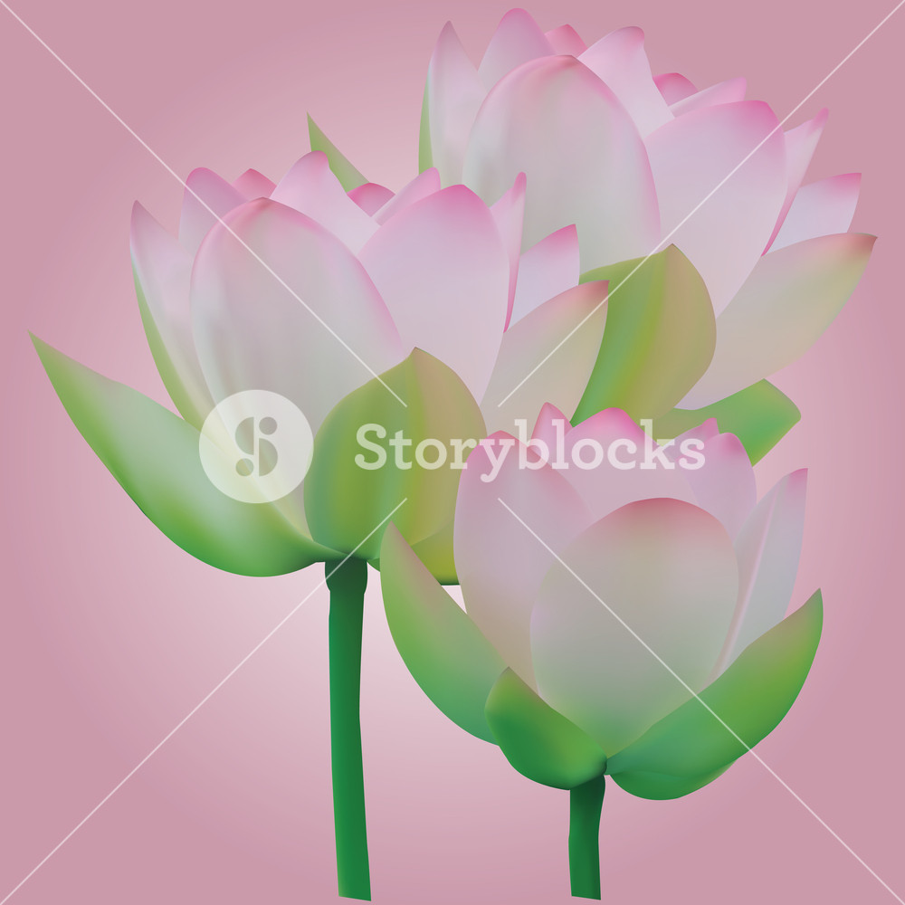 1000x1000 Three Lotus Flowers, Vector Drawing, Any Scale Royalty Free Stock