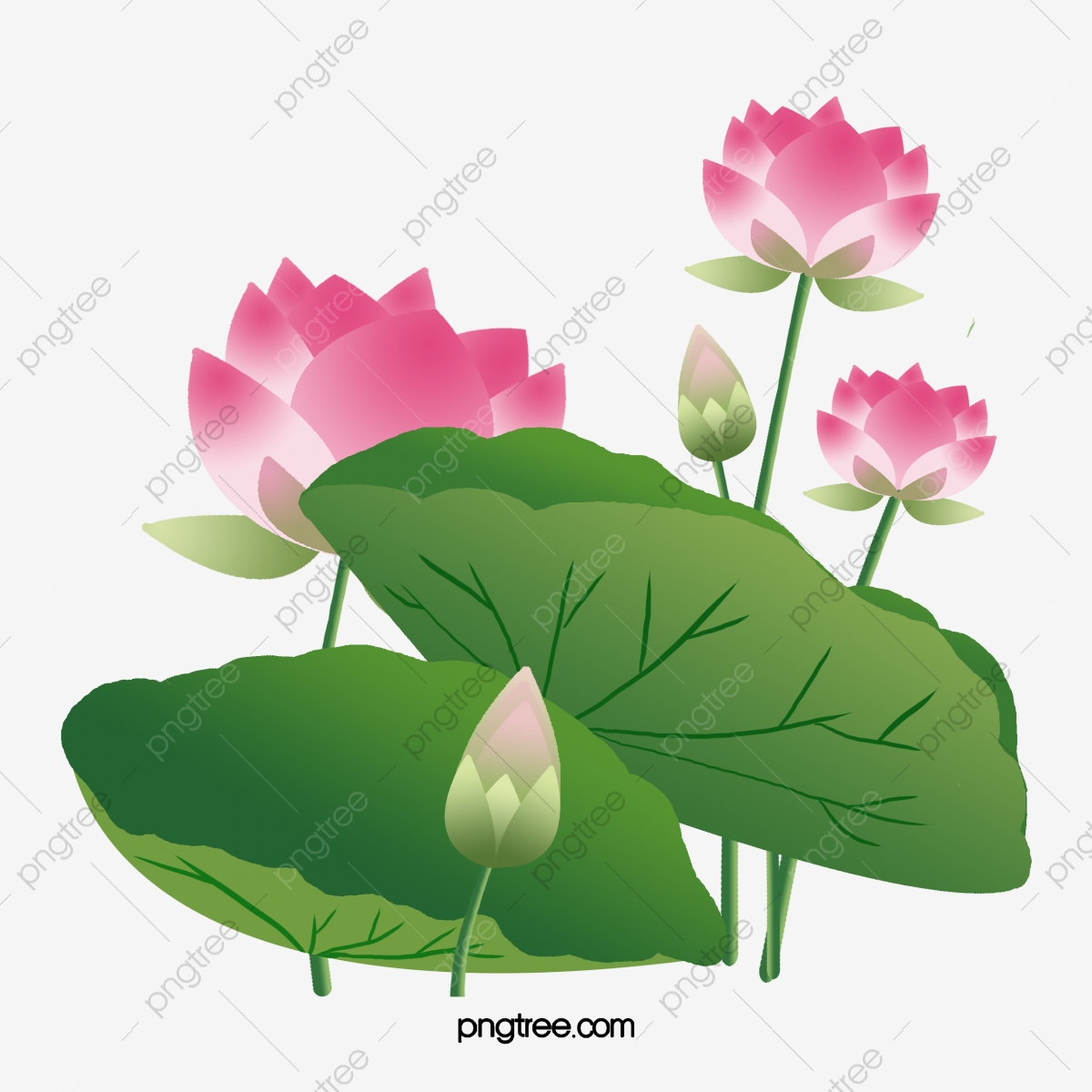 1200x1200 Beautiful Lotus Lotus, Lotus Vector, Lotus Clipart, Vector Png