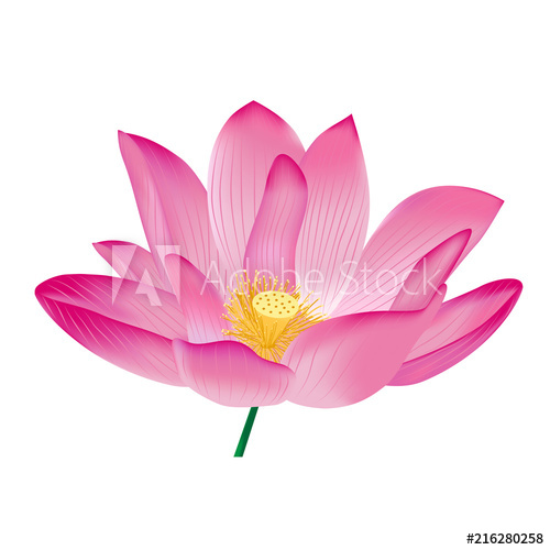 500x500 Pink Lotus, Vector