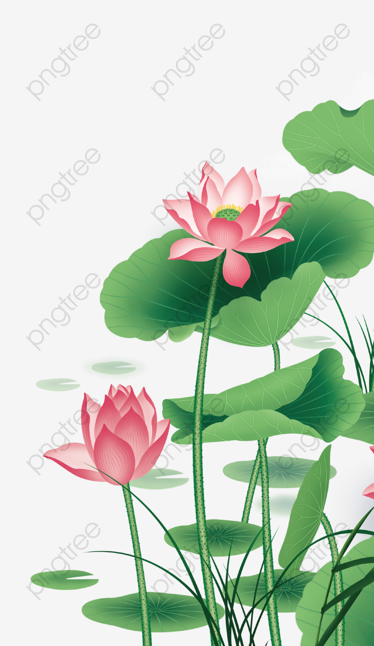 1200x2071 Lotus Vector, Lotus, Hawthorn, Flower Png And Vector