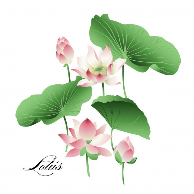 626x626 Lotus Vector Vectors, Photos And Free Download