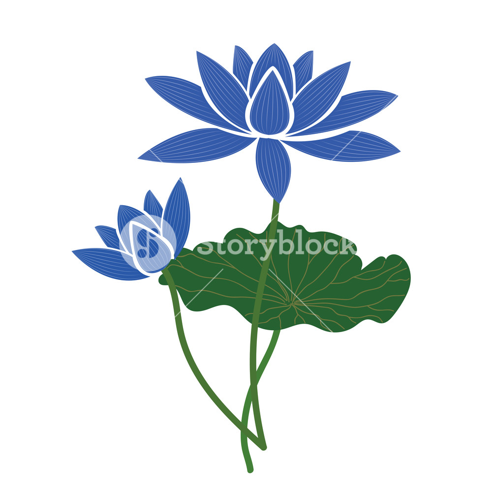 1000x1000 Nature Flower Blue Lotus, Vector Botanic Garden Floral Leaf Plant