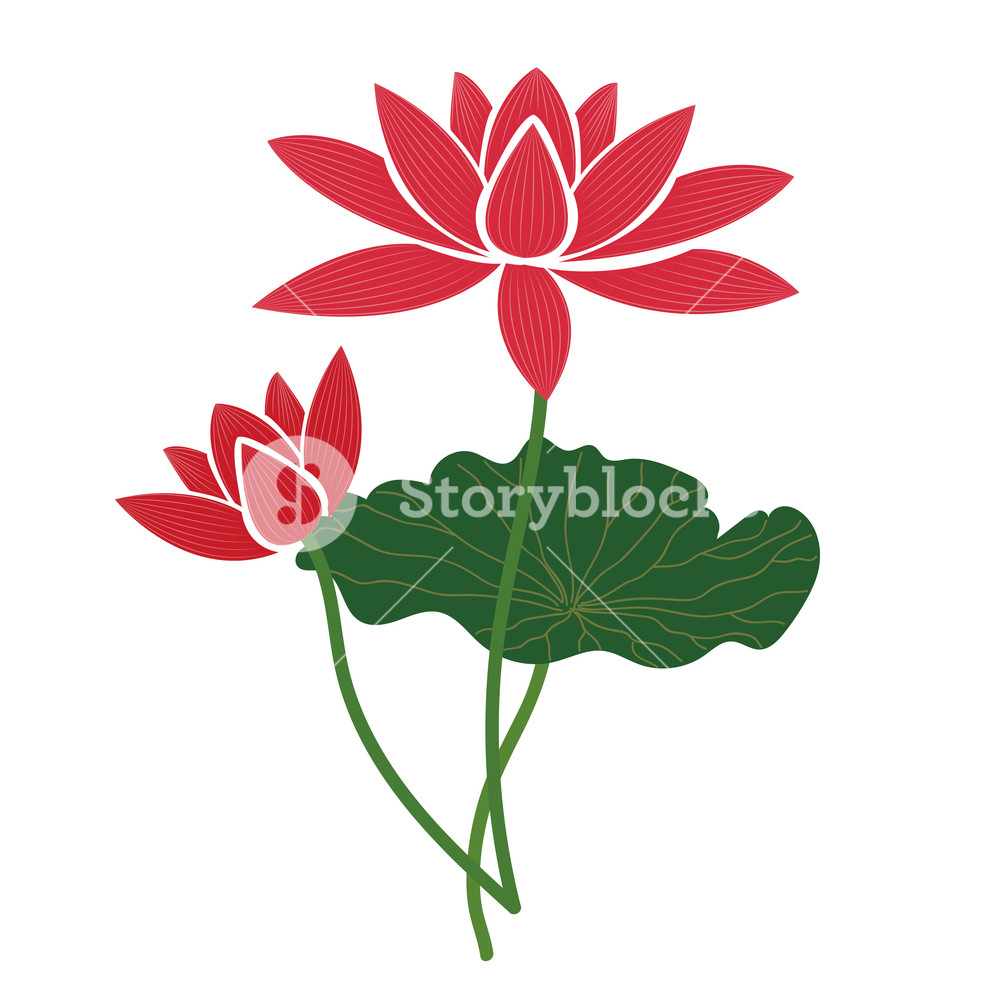 1000x1000 Nature Flower Pink Lotus, Vector Botanic Garden Floral Leaf Plant