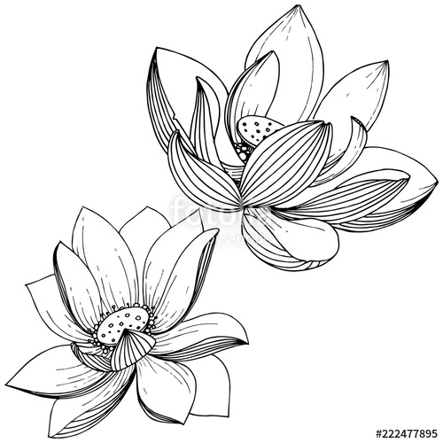 500x500 Vector Lotus Flower Floral Botanical Flower Isolated
