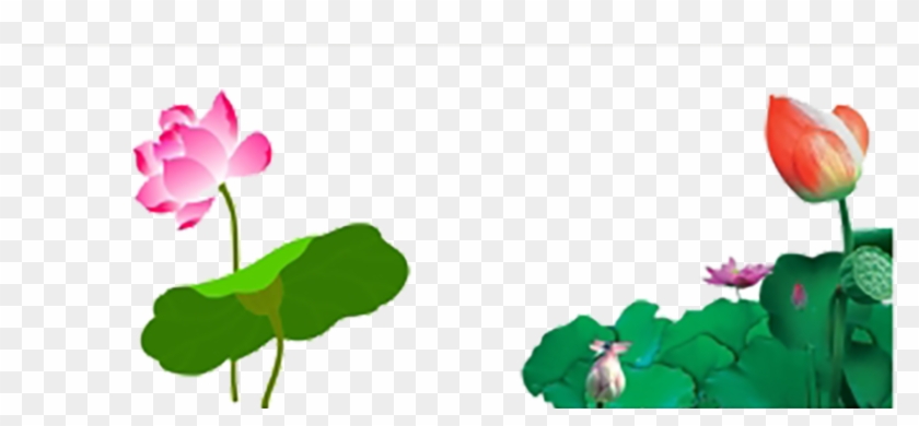 840x390 Water Lily Nelumbo Nucifera Cartoon