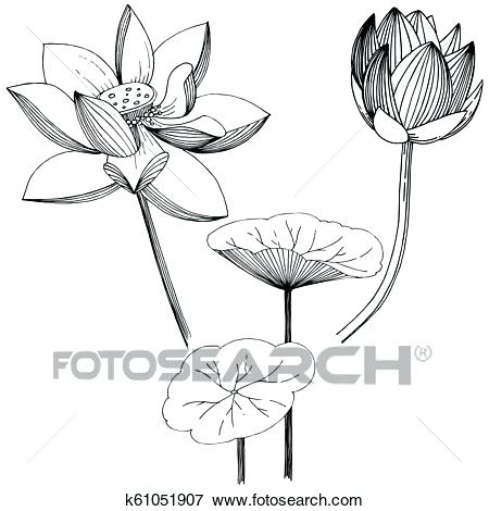 450x470 Flowers Lotus Vector