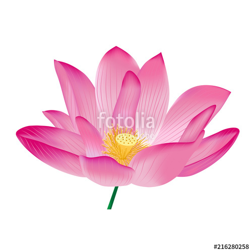 500x500 Pink Lotus, Vector Stock Image And Royalty Free Vector