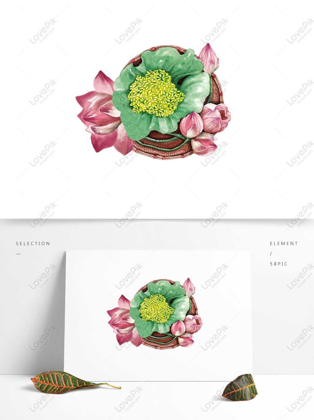 1024x1369 Free Images Download Watercolor Wind Detailed Hand Drawn Lotus