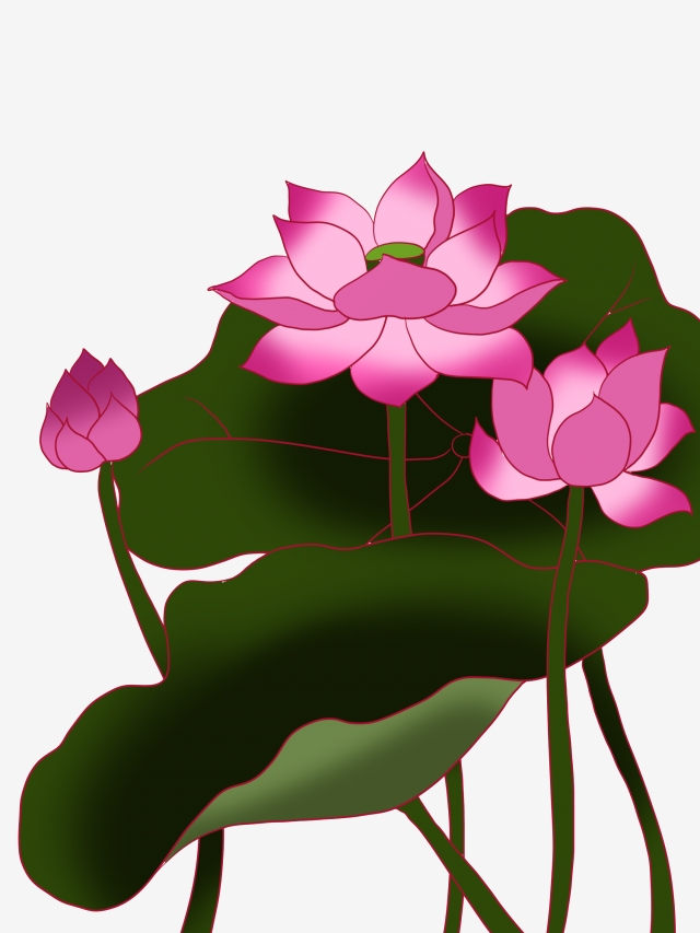 640x853 Hand Drawn Blooming Lotus Vector Free Illustration, Blooming